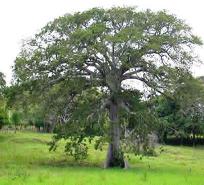 Ceiba Pentandra